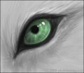 Wolf__s_Eye2